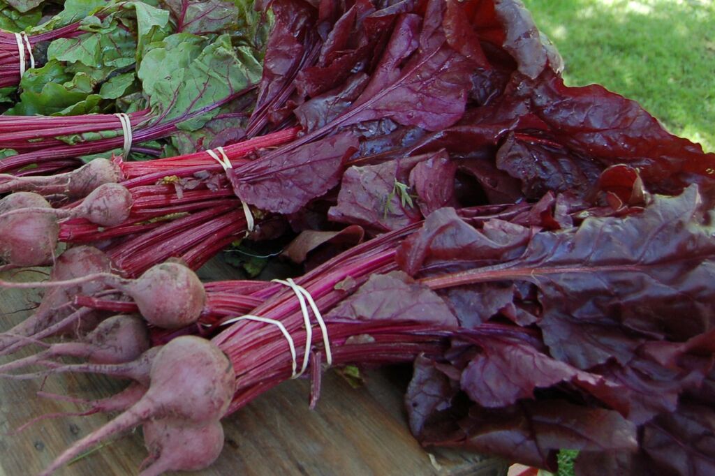 Organic Bull\'s Blood Beet, Beta vulgaris